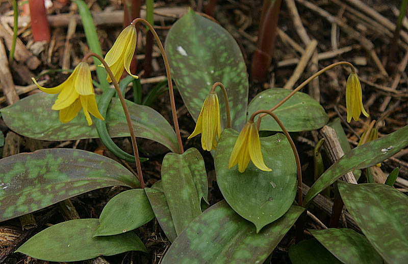 Erythronium americanum
