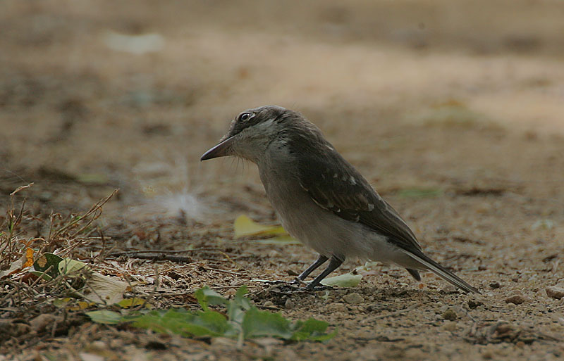 Ceylon Wood-shrike (Tephrodornis affinis) juvenile