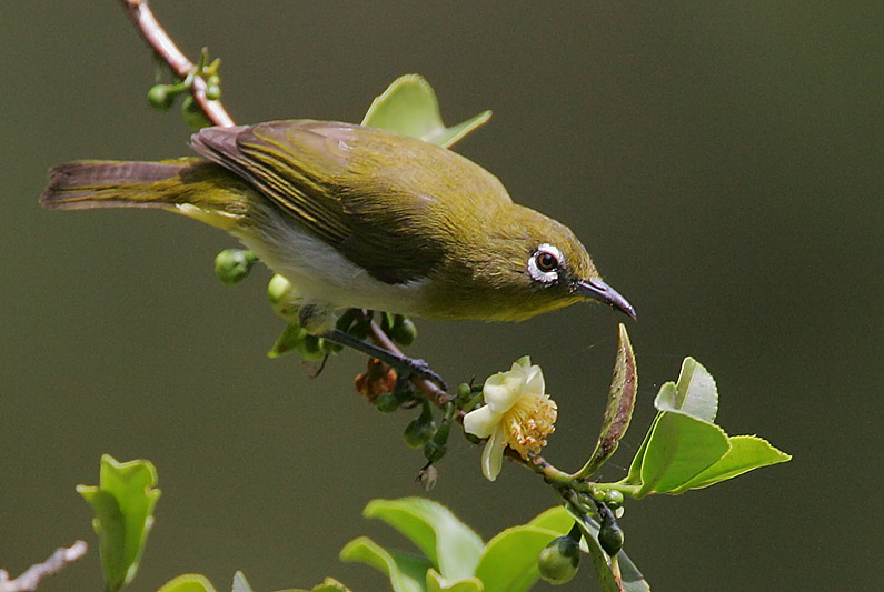 Ceylon White-eye (Zosterops ceylonensis)