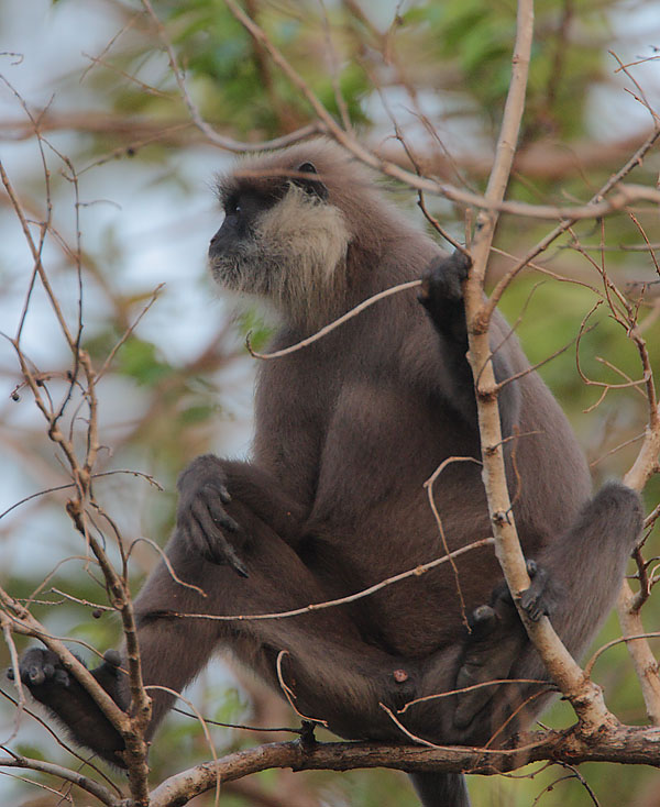 Dry-zone Purple-faced  Langur (Trachypithecus vetulus philbricki)