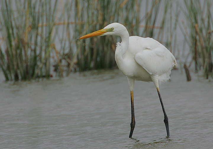 GREAT WHITE EGRET