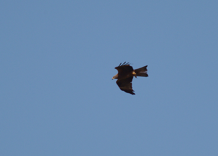 BLACK KITE