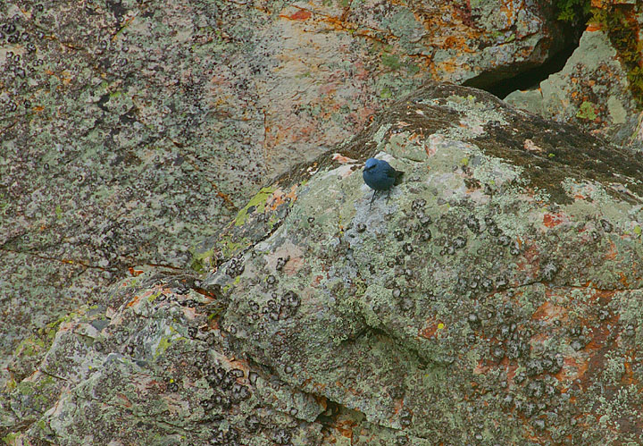 BLUE ROCK THRUSH IN HABITAT