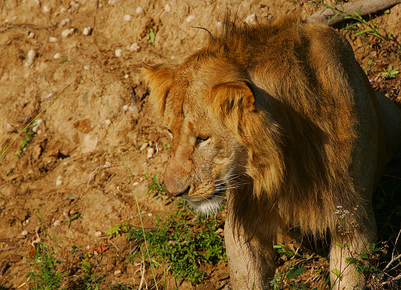 Lion -young male