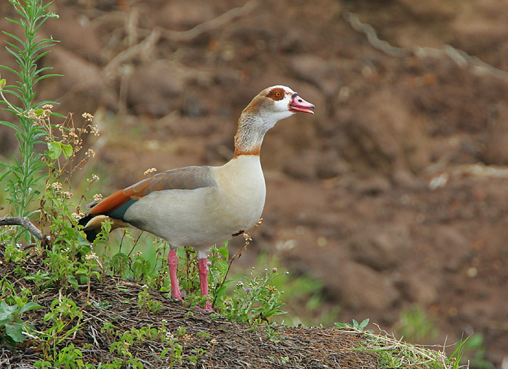 Egyptian Goose (Alopechen aegyptiacus)