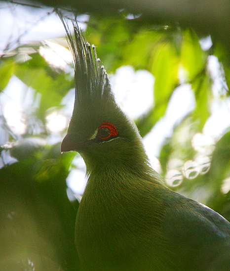 Schalows Turaco (Tauraco schalowi) headshot