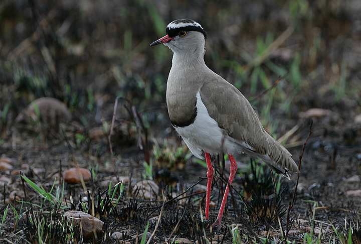 Crowned Plover  (Vanellus coronatus)