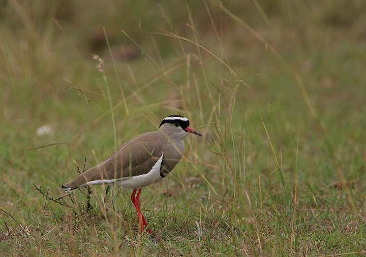 Crowned Plover  (Vanellus coronatus)