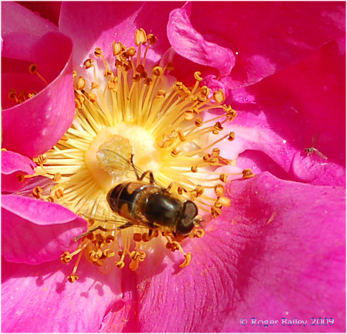 Bee on a rose.