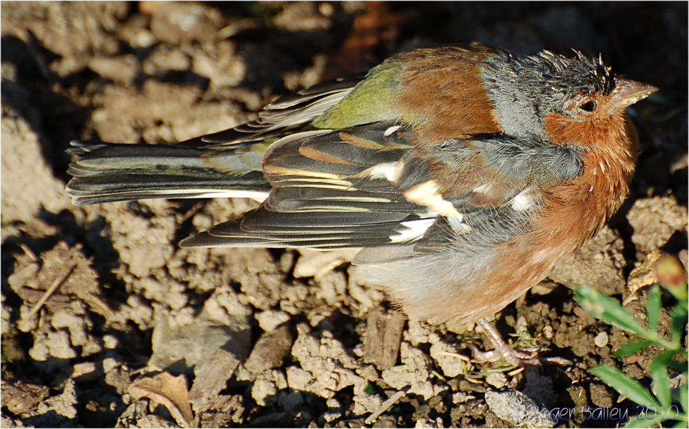 Juvenile Male Chaffinch.