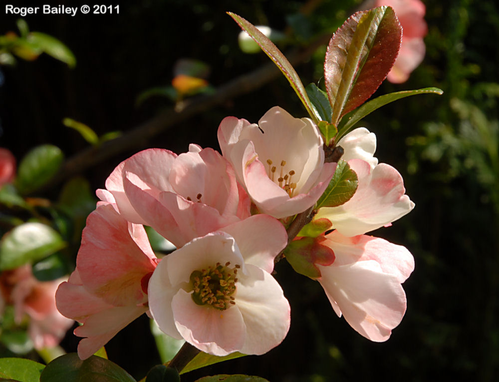 Quince blossom 2 .