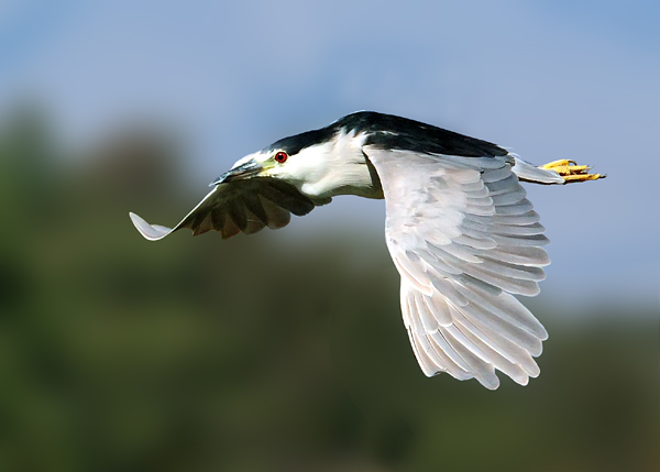 Black_Crowned Night Heron