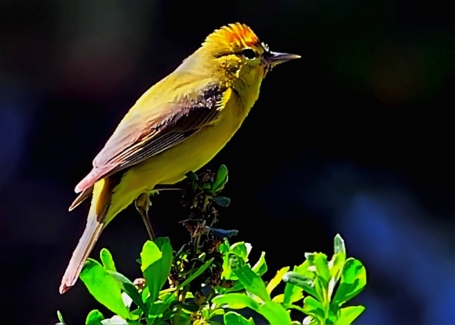 Orange-crowned Warbler