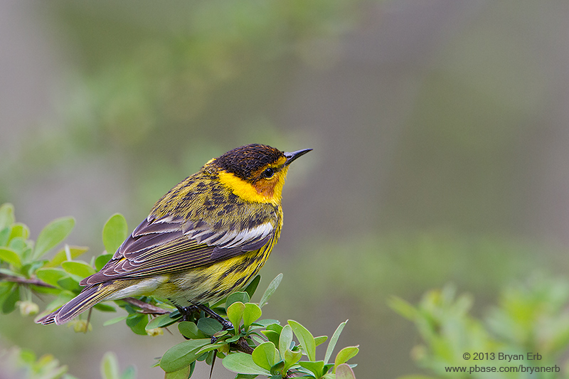 Cape-May-Warbler_MG_5117.jpg