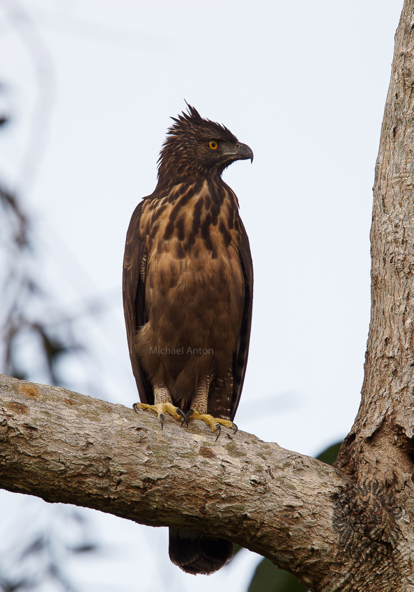 Philippine Hawk-Eagle <i>(Nisaetus philippensis)<i/>