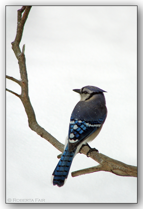 Blue Jay