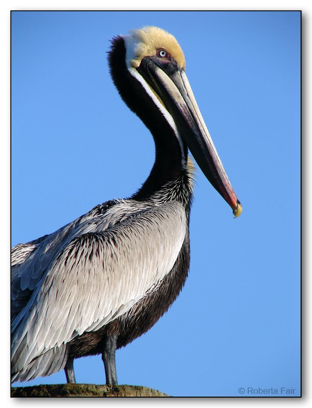 Pelican