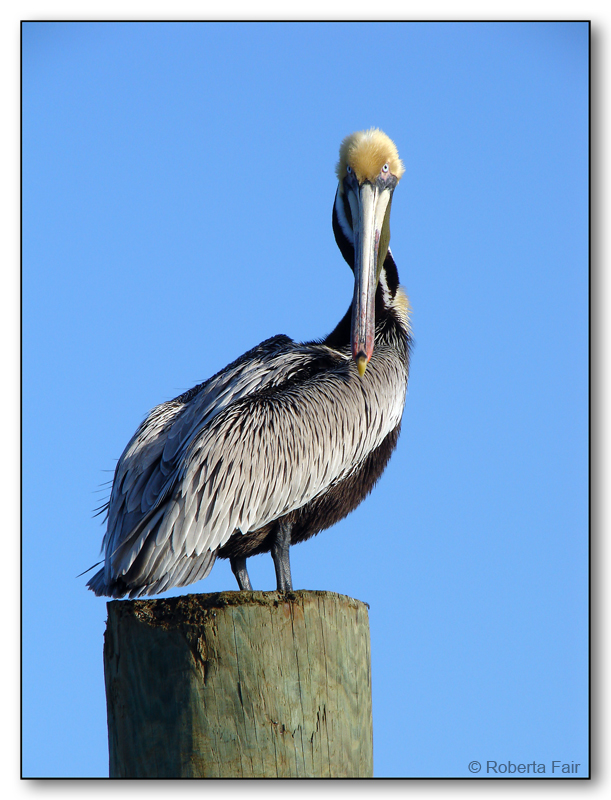 Pelican