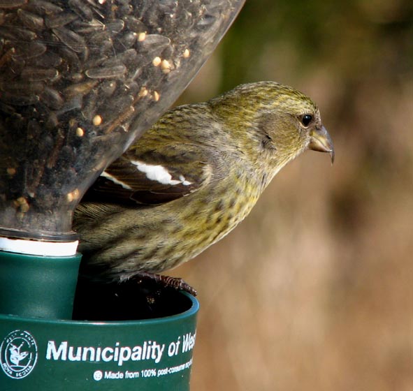 Snazzy Beak