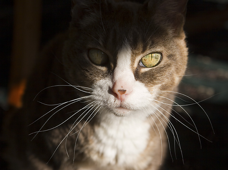 Pogos Whiskers