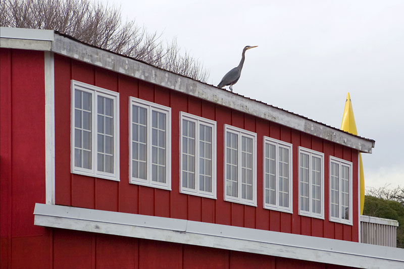 Blue Heron