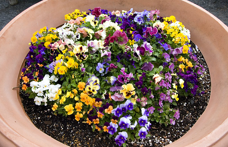 Pansies.jpg