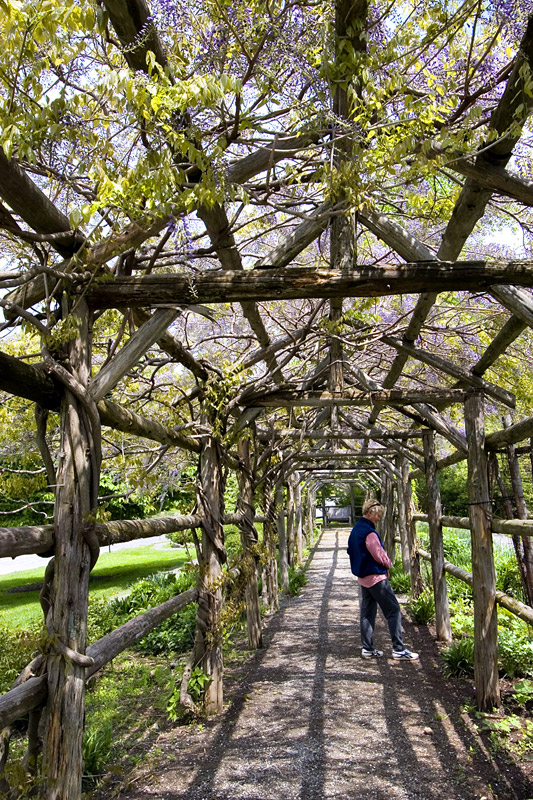 Maeve-in-the-Arbor.jpg