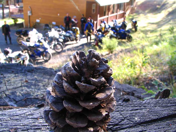 cabin-pine-cone.jpg