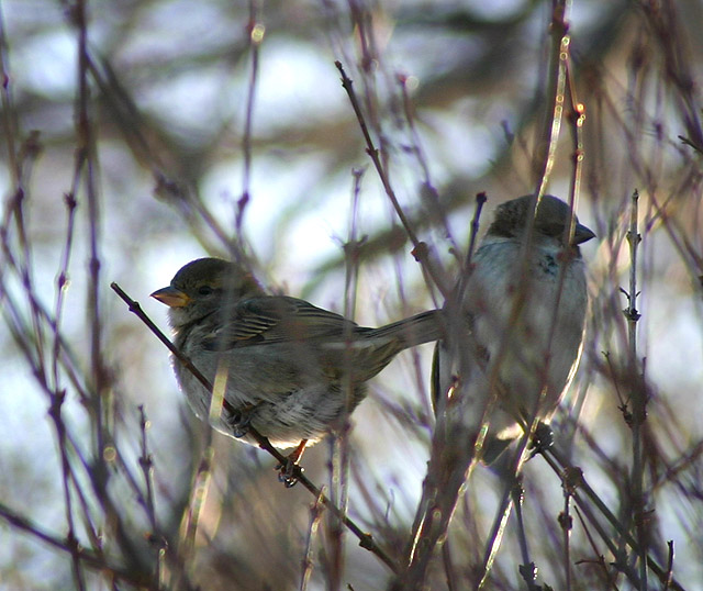 Little Birdies Week 3