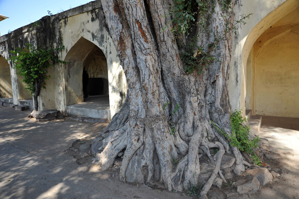 Old tree at the Mortuary Bath