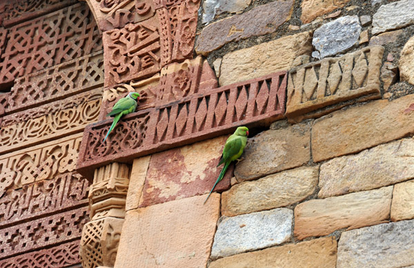 Small green parrots at the Qutub Minar complex