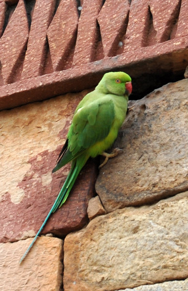 Green Parrot, Delhi