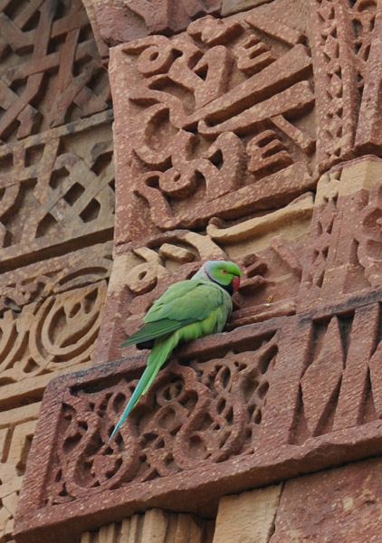 Green Parrot on an Islamic inscription