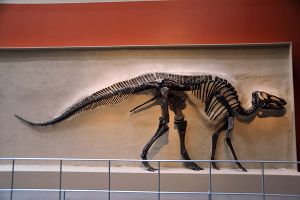 70 million year old Hadrosaur (duckbill dinosaur), Late Cretaceous,
