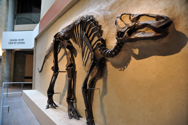 Hadrosaur collected at Red Deer River, Alberta, 1924