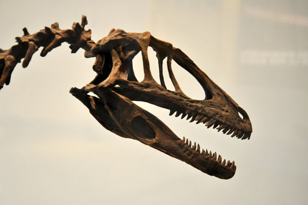 Deinonychus antirrhopus