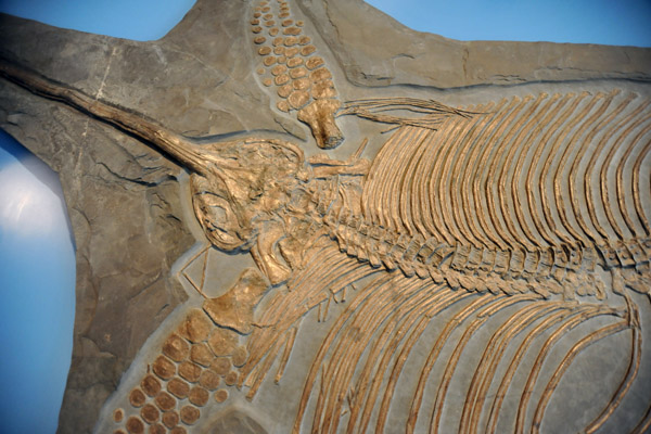 Eurhinosaurus longirostris (Ichthyosaur), Early Jurassic (180 million years old)