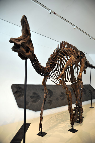 Lambeosaurus lambei, Late Cretaceous Alberta (75 million years old)