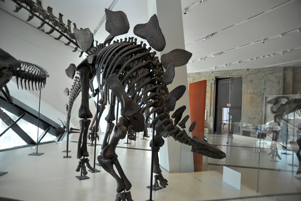 Stegosaurus, late Jurassic (150 million years old)