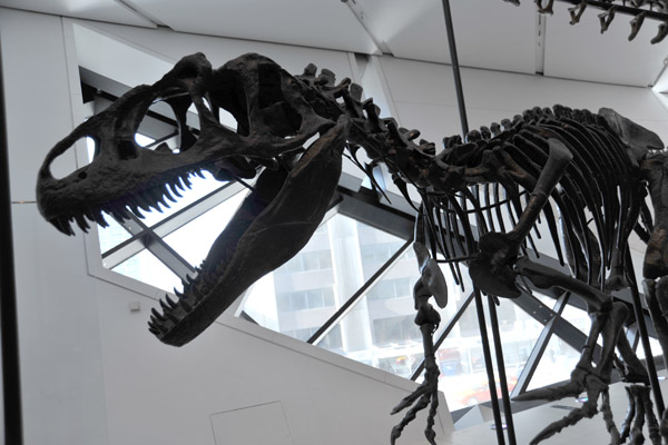 Allosaurus fragilis, late Jurassic (150 million years old)