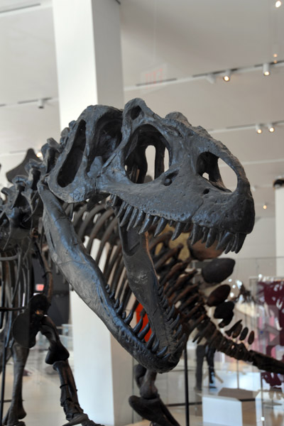 Tyrannosaurus rex, late Cretaceous (66 million years old)