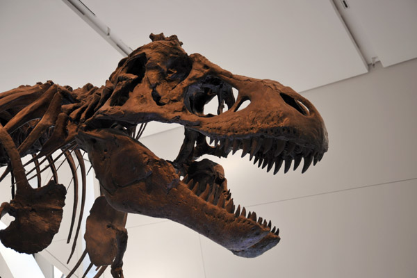 Tyrannosaurus rex, late Cretaceous (66 million years old)