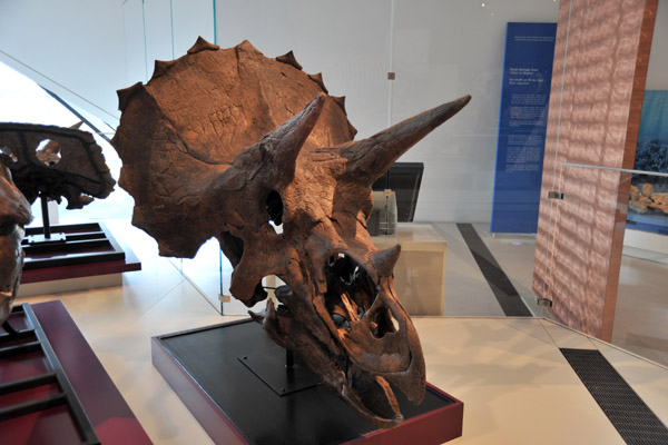 Triceratops horridus, late Cretaceous (66 million years old)