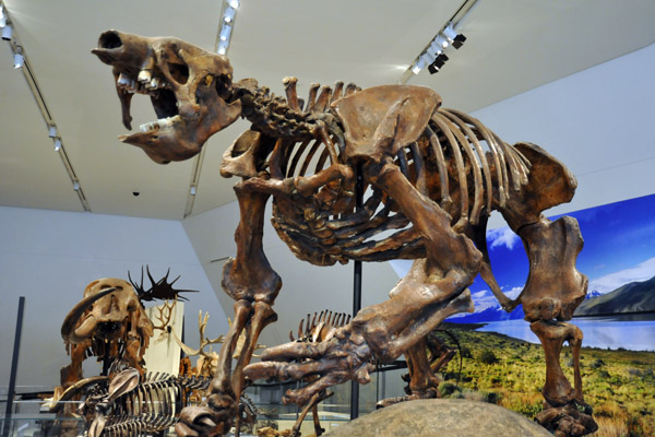 Eremotherium laurillardi (Giant Ground Sloth), late Pleistocene (100,000 years old)