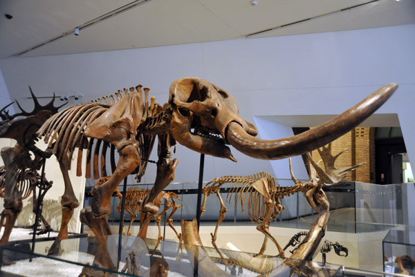 Mammut americanum, late Pleistocene (12,000 years old)