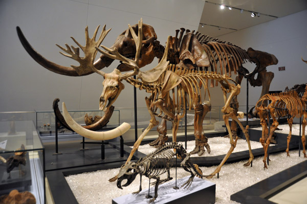 Mammoth, Stag-Moose and Castoroides ohioensis (giant beaver)