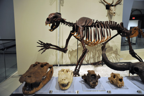 Arctodus simus (short-faced bear) with crocodilian skulls