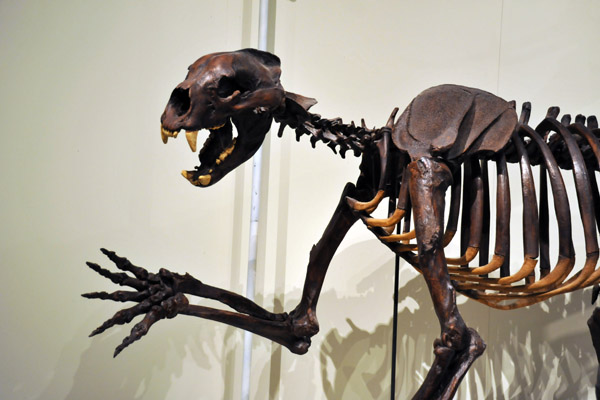 Arctodus simus (short-faced bear), late Pleistocene (28,000 years old)