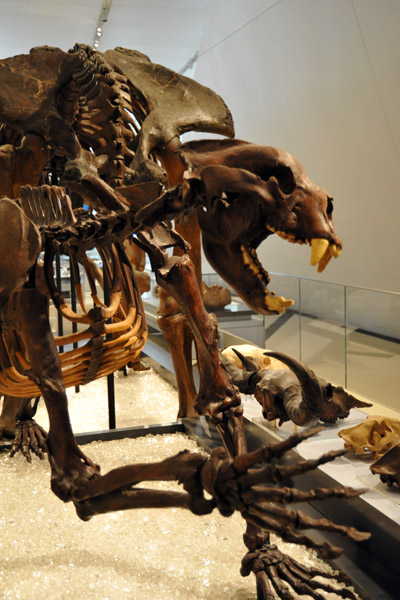 Arctodus simus (short-faced bear)