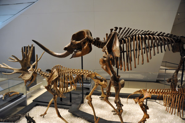American Mammoth and Moose-Stag